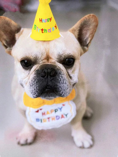 Pet Birthday Party Set Alidrop