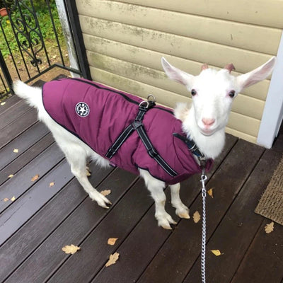 Waterproof Winter Dog Jacket with Built-In Harness AliExpress