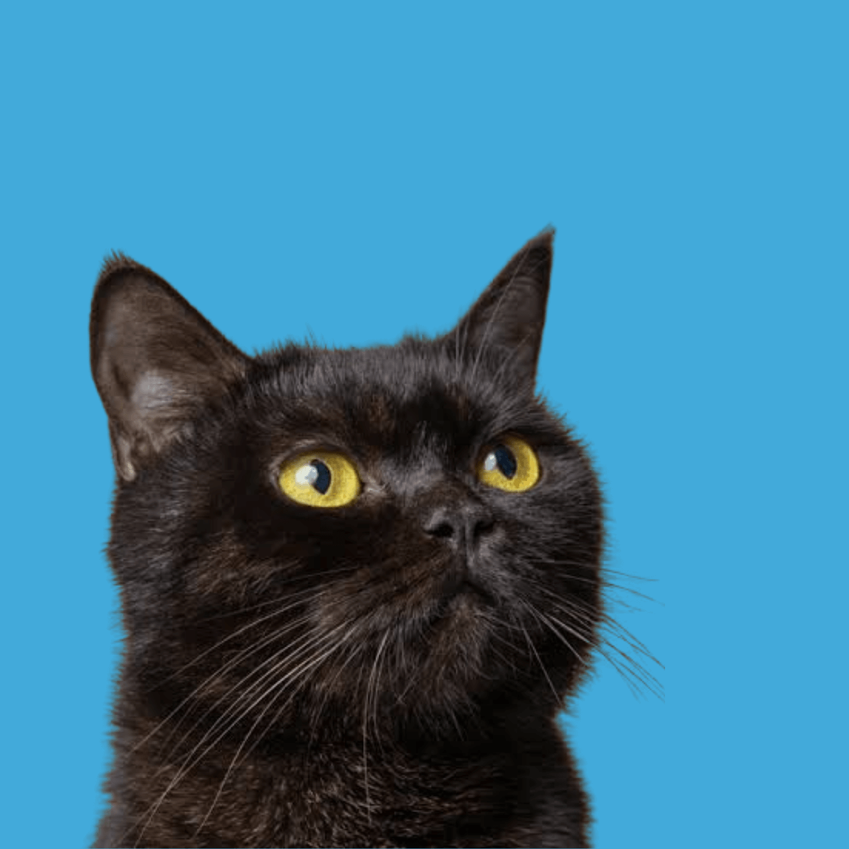 Poochi Paws- #1 Online Pet Store, Supplies & Accessories