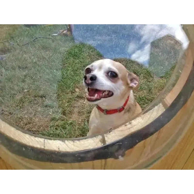 Pet Peek Fence Window - Poochi Paws